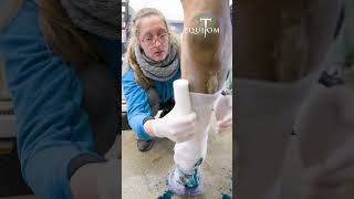 Lymphangite chronique chez le cheval Soins postopératoire 🥹 cheval [upl. by Georgina]