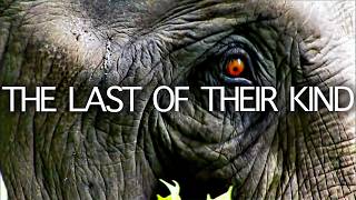 Chinas Last Elephants A Fight Against Extinction  Seed Documentary [upl. by Alih]