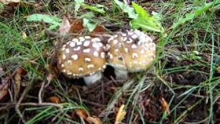 Amanita pantherina group A ameripanthera Panther Caps in North Seattle Washington [upl. by Nutter165]