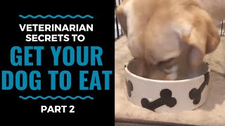 Veterinarian Secrets To Get Your Dog to Eat Part 2 VLOG 69 [upl. by Illyes]