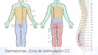 Percepción Somatosensorial Ilusión Táctil [upl. by Nolrak]