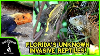 7 INVASIVE REPTILES OF FLORIDA you probably didnt know were invasive [upl. by Hendrika]