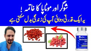 Berberine Benefits In Urdu Hindi  Berberine Kya Hota Hai  Dr Irfan Azeem [upl. by Lillie491]