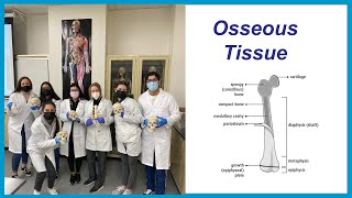 Bones and Osseous Tissue [upl. by Persse]