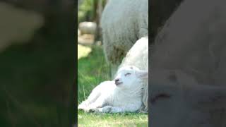 Sheep to be relaxing trustgod animalshorts animal sheepfarming short shortmusic shortvideo [upl. by Ogires]