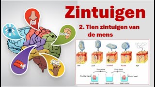 Zintuigen 2 Tien zintuigen van de mens [upl. by Darreg]