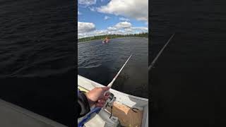 Walleye landed bigfishenergy fishing walleyefishing [upl. by Schnell262]