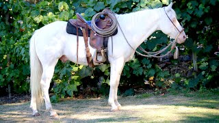 SOLD Congratulations Monica and family 🌟 FROSTY 🌟 12yo AQHA Gelding 🌟8500 [upl. by Blase]