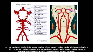 Enfermedad Isquémica Cerebrovascular [upl. by Gabrila]