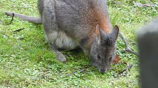 Rednecked Pademelon with her joey in the pouch [upl. by Anilatsyrc446]