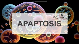 Lesson 6How Decreased Apoptosis Fuels Cancer [upl. by Naik]