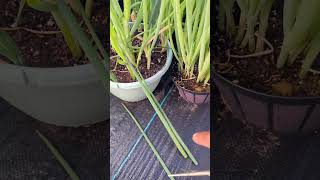 Never Buy Scallions again When harvested this way  greenonion gardening greentgarden [upl. by Yelats]