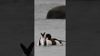 Sāmsalas dižpīle  The common shelduck Tadorna tadorna ✨️ birds nature commonshelduck bird [upl. by Repsag]