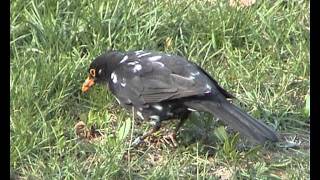 Kos cerny s leucismemTurdus merulaBlackbird with leucismAdolf Goebelavi [upl. by Leggett624]