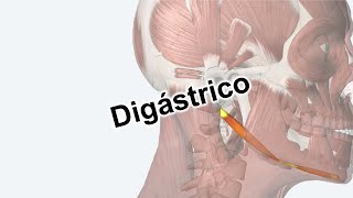 Músculo Digástrico  ORIGEN E INSERCIÓN [upl. by Boone]