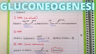 Gluconeogenesi cosa bisogna sapere Lezioni di biochimica 👌 [upl. by Satsok445]