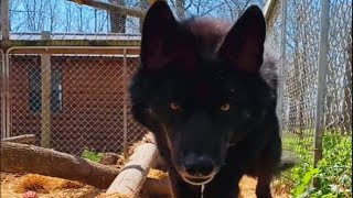 Aggressive wolf dog meets a good human and heres how he reacted [upl. by Nylemaj]