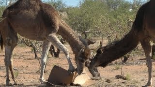 Camels Got Your Amazon Prime Order DESTROYED [upl. by Essie]