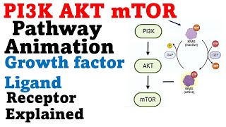 Protein kinase b pathway  PI3k akt mtor pathway animation [upl. by Haimrej]