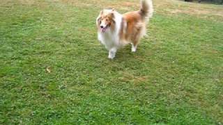 collies at the dog park [upl. by Hazlip714]