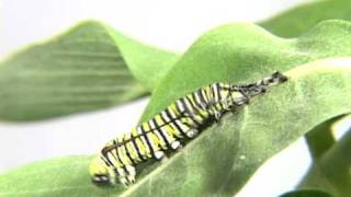 Monarch Caterpillar molting its skin Time Lapse [upl. by Nadeen157]