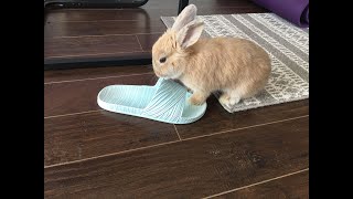 The Most Sweetest baby bunny YouTube Lele BunnySubscribe and Like ❤️this little boy [upl. by Nobile]