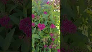 👁 👁 NEON SPIREA IN BLOOM NOVEMBER 4TH 2024 👍SUBSCRIBE PLEASE TYVM BUSH SHRUB LANDSCAPING 👁 👁 [upl. by Abbye953]