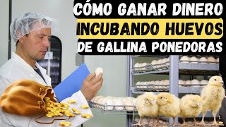 Cómo ganar dinero incubando huevos de gallina ponedoras guia completa desde cero [upl. by Blau]