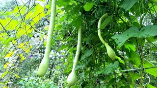 Zucchino Rampticante  Tromboncino Squash The most versatile and beautiful squash [upl. by Olrak]