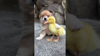 Cute puppy with his friend 😁shorts cuteanimals cute baby animals animal videos [upl. by Eneladgam816]