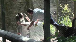 Wallaby rescue at Dartmoor Zoo [upl. by Oicapot900]