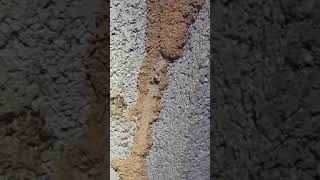 Eliminating a Termite Colony [upl. by Tice]