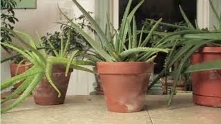 How To Get Aloe From a Plant [upl. by Suolekcin803]