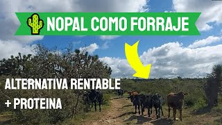 💚NOPAL forrajero  económico y con ALTA proteína para GANADO 2021👇 [upl. by Kenney]