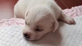 Helpless Puppy Found Beside Trash in a Cardboard Box [upl. by Suilenrac130]