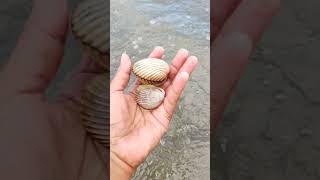 Finding seafood Scallops chantreastvnine shortvideo scallops [upl. by Aneala]