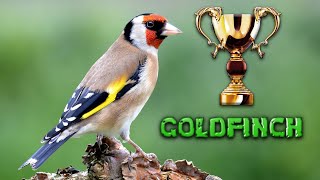 The BEST GOLDFINCH 12h Training song [upl. by Caughey]