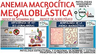 ANEMIA MEGALOBLÁSTICA FISIOPATOLOGÍA  GuiaMed [upl. by Kanal464]