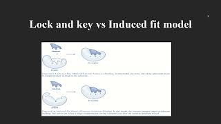 Lock And Key Model And Induced Fit Model Malayalam [upl. by Emee]