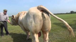 Cockerington Poll Charolais [upl. by Gnas]