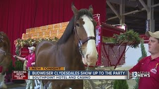 Budweiser Clydesdales celebrate Christmas at South Point [upl. by Alicul]