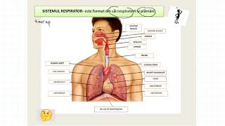 SISTEMUL RESPIRATOR ANATOMIE [upl. by Grethel60]