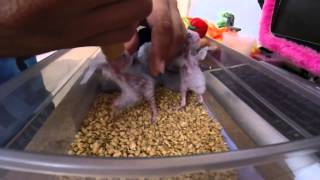 Green Cheek Conure Feeding [upl. by Servais]