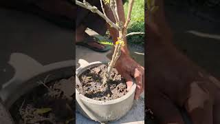 Repotting of Calliandra Plant [upl. by Ruscio]