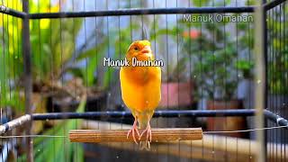 Canary song for mating training of beautiful Belgian canaries 119 [upl. by Hassett]