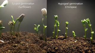 Epigeal vs Hypogeal germination [upl. by Nohtanhoj322]