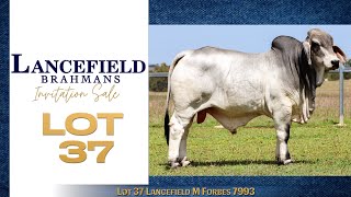 Lot 37 Lancefield M Forbes 7993 [upl. by Goldsmith]