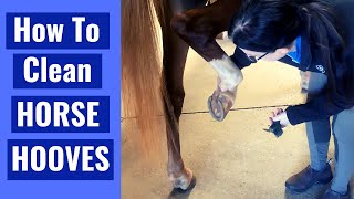 How To Clean A Horses Hooves  For Beginners [upl. by Seagraves934]