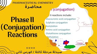 عضوية وزاري  شرح مهم خاص ب phase 2 II metabolism [upl. by Hartmunn]