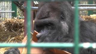 Kifu the Silverback Gorilla  Howletts Wild Animal Park UK  2010 Gorilla [upl. by Otrevlig]